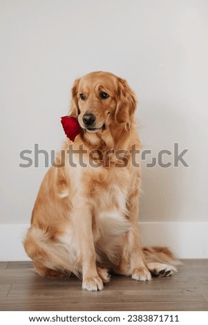 Golden retriever dog portrait. Dog portrait. Purebred Golden Retriever with red rose. purebred golden retriever dog sitting on isolated white background Royalty-Free Stock Photo #2383871711