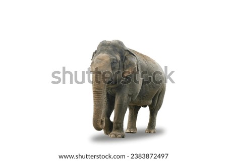 Sumatran elephant (Elephas maximus sumatranus) on a white background Royalty-Free Stock Photo #2383872497