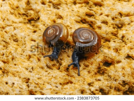 Glass snail (Oxychilus translucidus) a species of small land snail, a terrestrial pulmonate gastropod mollusk in the family Oxychilidae, the glass snails Royalty-Free Stock Photo #2383873705