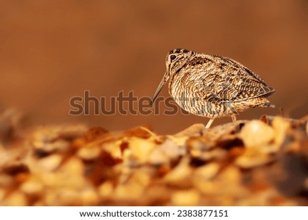 A sandpiper looking for food on the ground. Eurasian Woodcock. Brown nature background.  Royalty-Free Stock Photo #2383877151