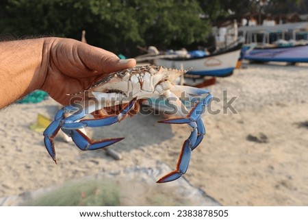 Blue crab claws are bright blue, and mature females have red tips on their claws too. They have three pairs of walking legs and rear swimming legs that look like paddles.