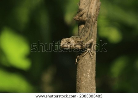 A chameleon crawls on a tree while watching the surroundings