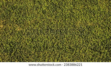 Green grass on the lawn in the garden, closeup of photo