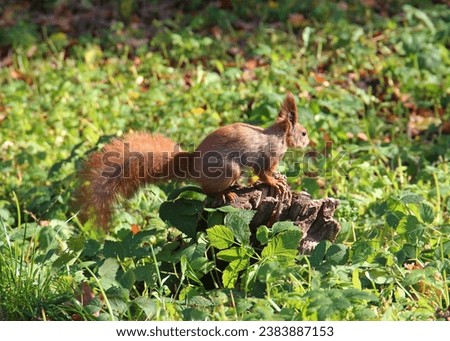 squirrel looking for tasty fallen nuts in thick grass