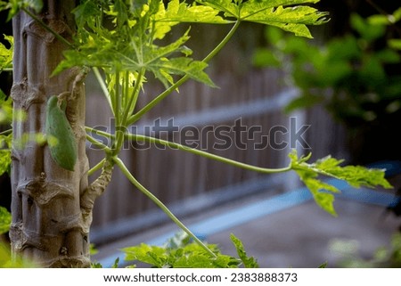 papaya branches split off the sides of the trunk. Can be propagated by grafting