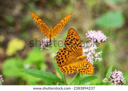 Silver-washed Fritillary
(Argynnis paphia) over some flowers