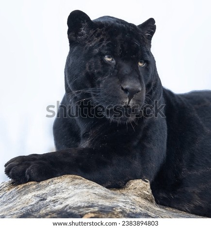 Black lion image lion  lion