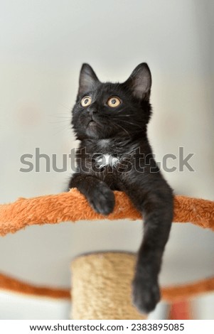 A black and white cat is lying (sitting) on a scratching post. Light pleasant background.