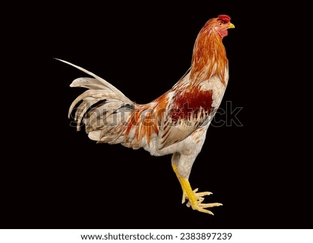 In this picture there is a rooster that has various colors such as brownish red and white.