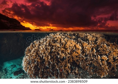 Tropical seascape with coral reef underwater and colorful bright sunset or sunrise, split view over-under water surface in French Polynesia, Oceania