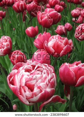 Pink tulips in full bloom with unique shape and ruffled petals in a garden