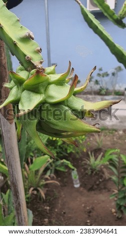 Young green dragon fruit is waiting to ripen