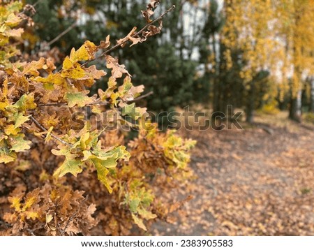 Autumn in Europe, beautiful colorful yellow and orange leaves on the trees, golden autumn in the forest, fall autumn scenic beauty, seasonal transition, vibrant colors, fall aesthetics, seasonal relax Royalty-Free Stock Photo #2383905583