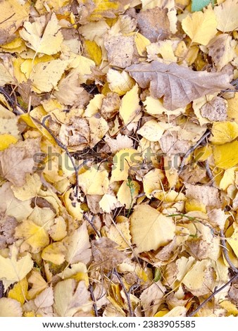Autumn in Europe, beautiful colorful yellow and orange leaves on the trees, golden autumn in the forest, fall autumn scenic beauty, seasonal transition, vibrant colors, fall aesthetics, seasonal relax Royalty-Free Stock Photo #2383905585