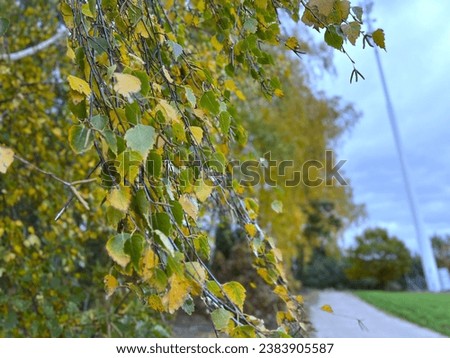 Autumn in Europe, beautiful colorful yellow and orange leaves on the trees, golden autumn in the forest, fall autumn scenic beauty, seasonal transition, vibrant colors, fall aesthetics, seasonal relax Royalty-Free Stock Photo #2383905587