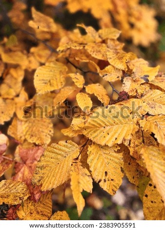 Autumn in Europe, beautiful colorful yellow and orange leaves on the trees, golden autumn in the forest, fall autumn scenic beauty, seasonal transition, vibrant colors, fall aesthetics, seasonal relax Royalty-Free Stock Photo #2383905591