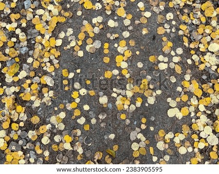 Autumn in Europe, beautiful colorful yellow and orange leaves on the trees, golden autumn in the forest, fall autumn scenic beauty, seasonal transition, vibrant colors, fall aesthetics, seasonal relax Royalty-Free Stock Photo #2383905595