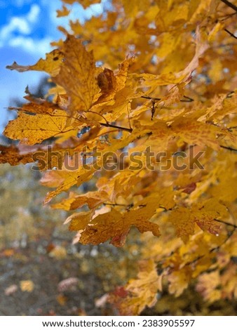 Autumn in Europe, beautiful colorful yellow and orange leaves on the trees, golden autumn in the forest, fall autumn scenic beauty, seasonal transition, vibrant colors, fall aesthetics, seasonal relax Royalty-Free Stock Photo #2383905597