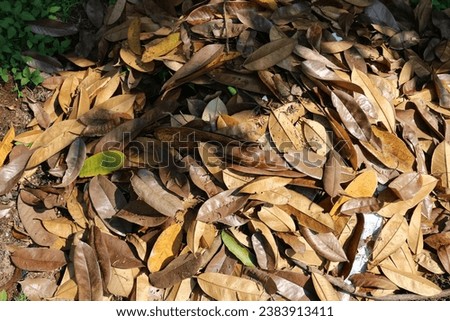 pile of scattered leaves background. fallen leaf. nature wallpaper, foliage, floral, botany, organic, plant, garden, tropical, texture, autumn
