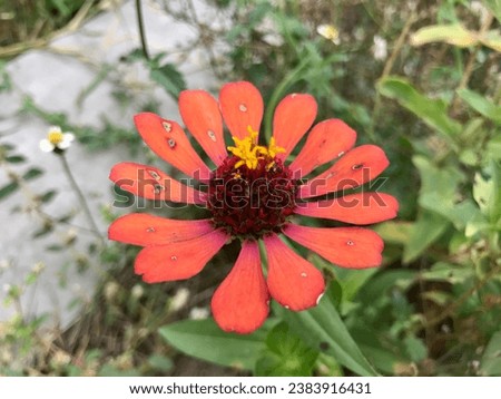 Orange zinnia flowers that bloom healthily and beautifully