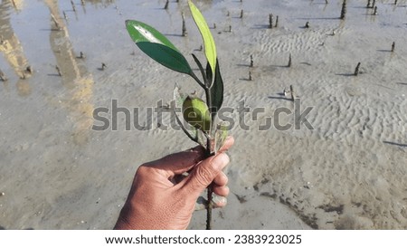 planting mangrove trees (Rhizophora racemosa) as plants that are able to withstand sea water currents that erode coastal land, preventing abrasion and silting Royalty-Free Stock Photo #2383923025