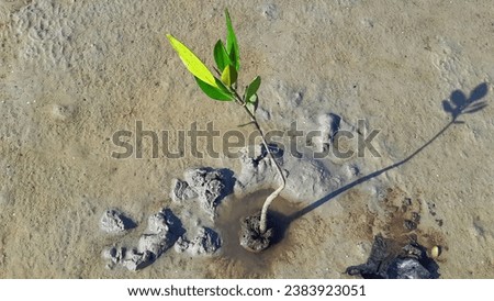 mangrove trees (Rhizophora racemosa) as plants that are able to withstand sea water currents that erode coastal land, preventing abrasion and silting Royalty-Free Stock Photo #2383923051