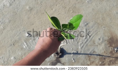 planting mangrove trees (Rhizophora racemosa) as plants that are able to withstand sea water currents that erode coastal land, preventing abrasion and silting Royalty-Free Stock Photo #2383923105