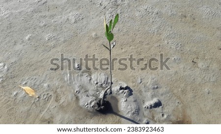 mangrove trees (Rhizophora racemosa) as plants that are able to withstand sea water currents that erode coastal land, preventing abrasion and silting Royalty-Free Stock Photo #2383923463
