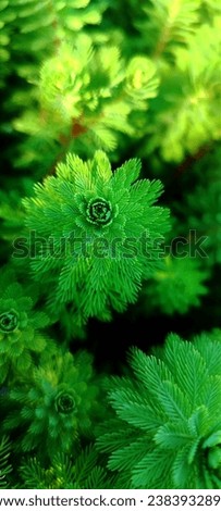 fractal geometry, perfection in nature  Royalty-Free Stock Photo #2383932897