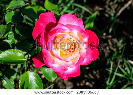 Close up of one large and delicate vivid vivd rose in full bloom in a summer garden, in direct sunlight, with blurred green leaves in the background Royalty-Free Stock Photo #2383936669
