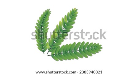 tamarind leaves, If you suffer from inflammation or swelling, then drinking tamarind leaves will make the wounds heal quickly because tamarind leaves also have anti-inflammatory properties and can be. Royalty-Free Stock Photo #2383940321