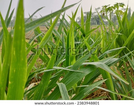 Brachiaria mutica ( Urochloa mutica ) is a species of grass known by the common name kolonjono or buffalo grass