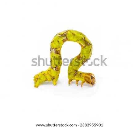 Geometer moth caterpillar looper inchworm - possibly juniper twig geometer moth larva - Patalene olyzonaria. Lime green with orange red purple colors, isolated on white background side coiled view Royalty-Free Stock Photo #2383955901