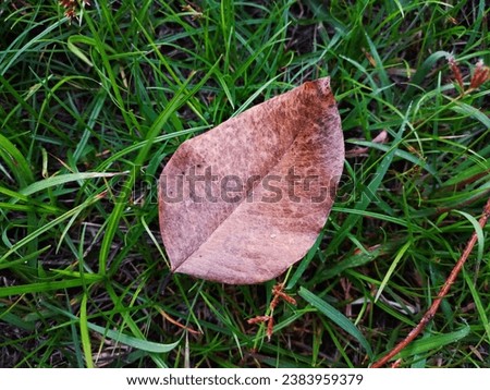 Photograph of dry leaves on the grass in the evening
