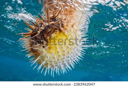 Balloon Porcupine fish in the underwater world. Underwater Balloon Porcupine fish. Balloon Porcupine fish underwater