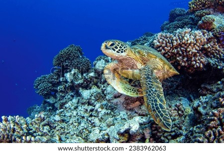 Sea turtle in the underwater world. Underwater sea turtle. Sea turtle underwater. Underwater sea turtle portrait