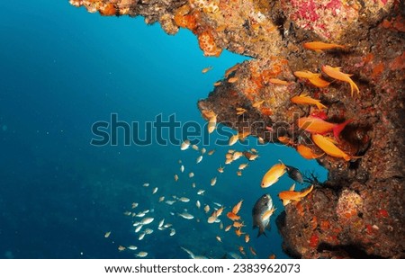 Coral fish in the underwater kingdom. Underwater coral fish shoal. Underwater coral fish. Coral fish underwater scene Royalty-Free Stock Photo #2383962073