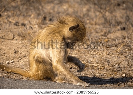 A juvenile baboon feeding by the side of the road 