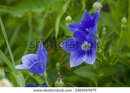 Purple flowers platycodon grandiflorus balloon flower chinese bellflower