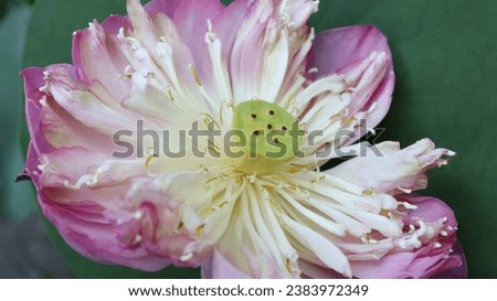 Pink lotus with yellow stamens blooming