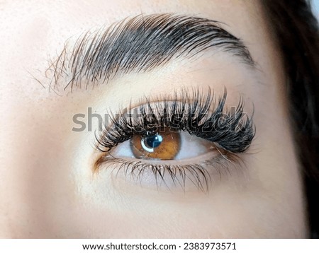 Close up of eye with eyelash extensions ,beauty salon treatment ,2d volume, 3d volume, classical lashes,Russian volume,megavolume, new set. Royalty-Free Stock Photo #2383973571