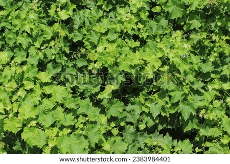 grape grapevine Vitaceae family, photographed from above from balcony of village house. sunny summer day. Grape fruit leaves in fractal triangle shape, bright light green, natural organic fresh. Royalty-Free Stock Photo #2383984401