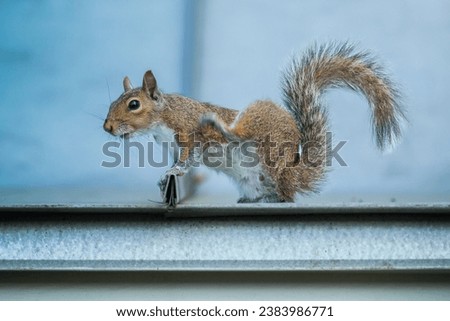 Squirrel standing on a roof scratching itself in Florida USA