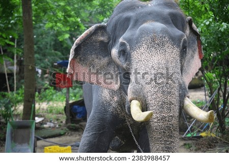 Asian elephants on Kerala elephant camp stock Images.