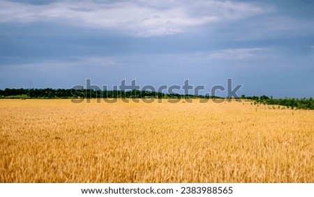Kyiv, Ukraine A Wheat Field under a Blue Sky