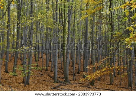 Beech (Fagus silvatica) forest in autumn Royalty-Free Stock Photo #2383993773