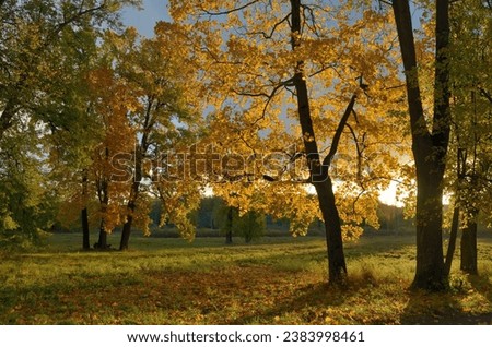 Morning in the forest in autumn.The leaves on the trees have a multicolored color.