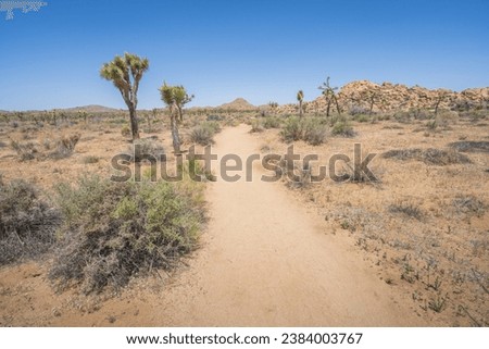 hiking the lost horse mine loop trail in joshua tree national park in california, usa