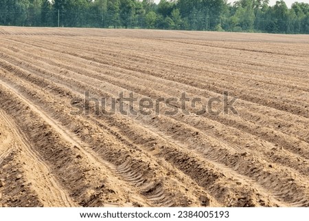 pictured leaving afar neat rows of potato field