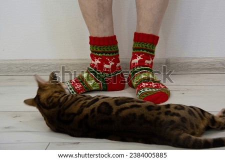 Male feet in socks with deer, Christmas trees and snowflakes, knitted from woolen yarn in red, green and white colors against the background of the floor and a light wall. A Bengal cat lies in front